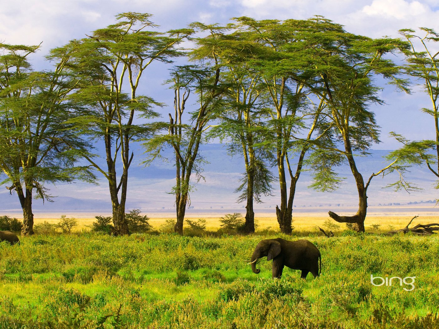 Обои трава, деревья, природа, зелень, слон, grass, trees, nature, greens, elephant разрешение 1920x1200 Загрузить