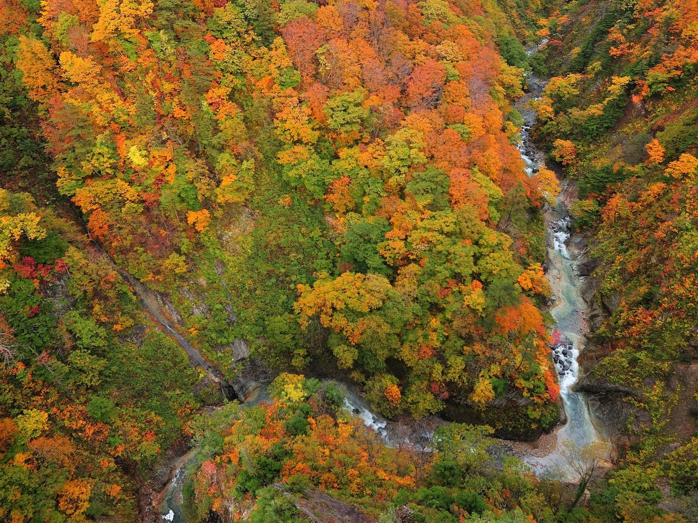 Обои деревья, река, лес, листья, осень, ущелье, сверху, trees, river, forest, leaves, autumn, gorge, top разрешение 2560x1600 Загрузить