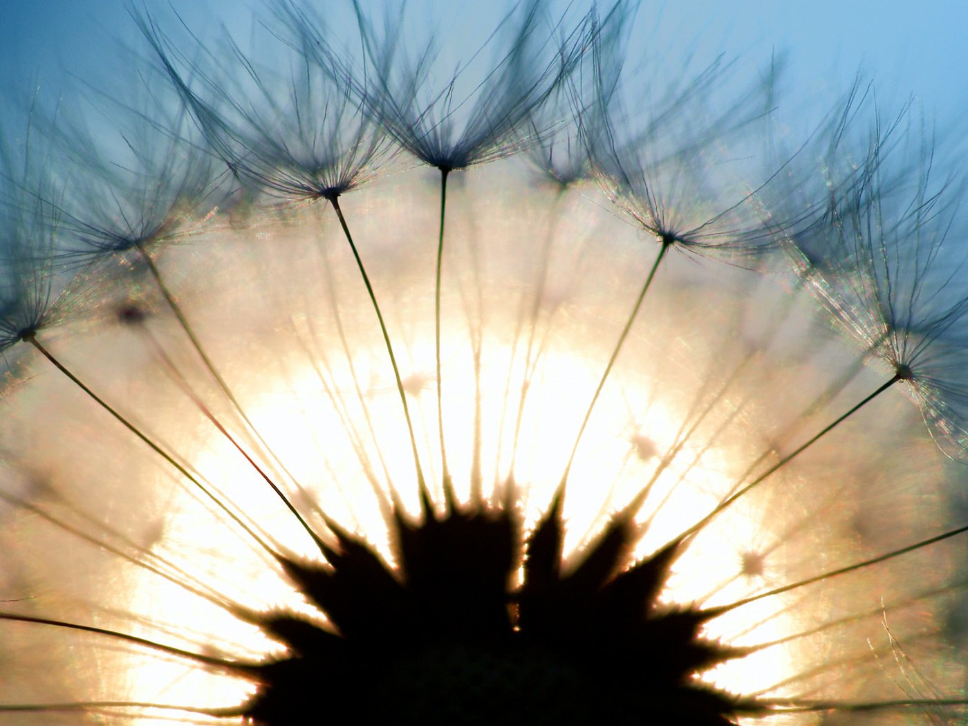 Обои свет, макро, одуванчик, light, macro, dandelion разрешение 1920x1080 Загрузить