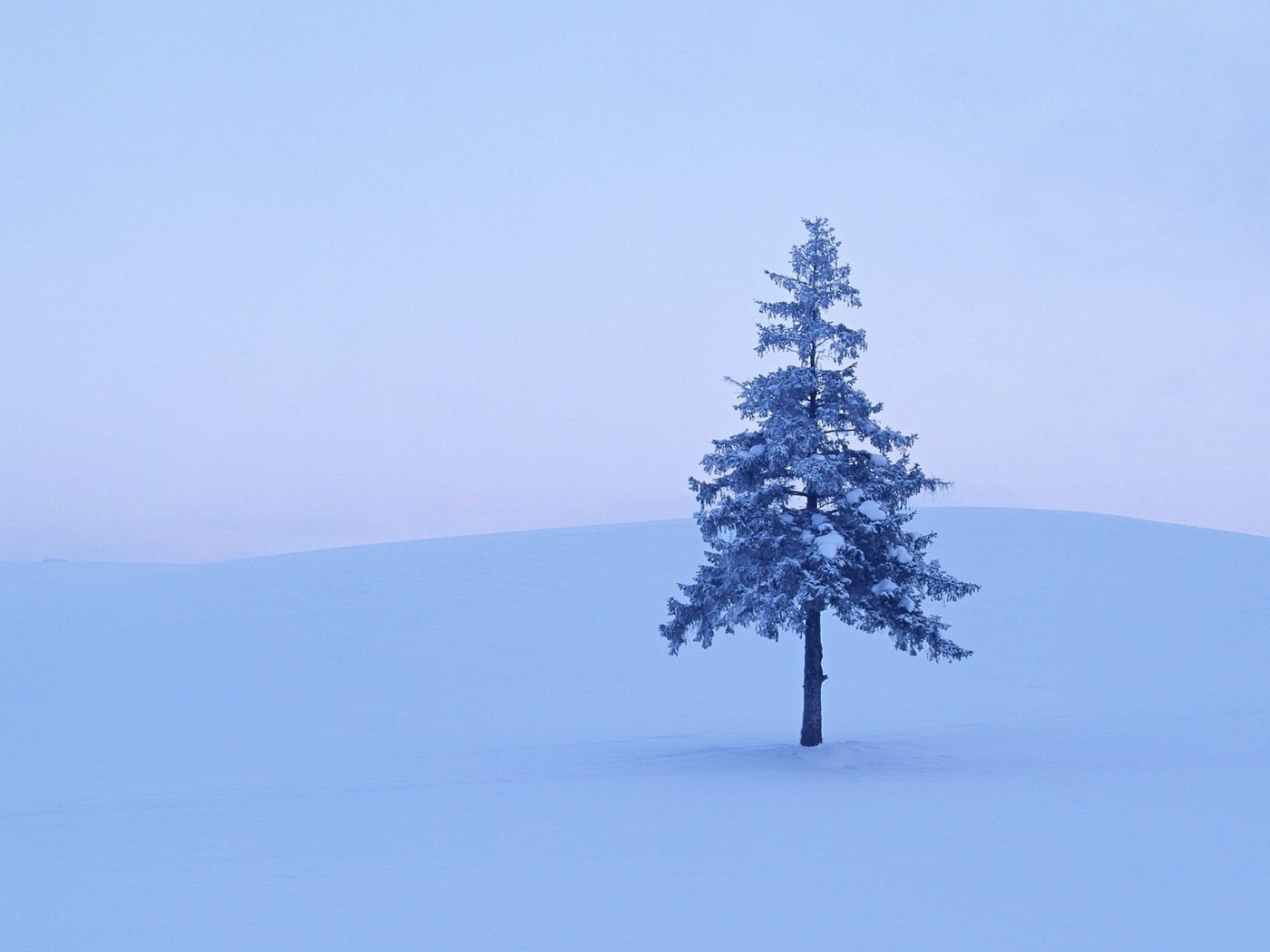 Обои снег, дерево, зима, snow, tree, winter разрешение 1920x1200 Загрузить