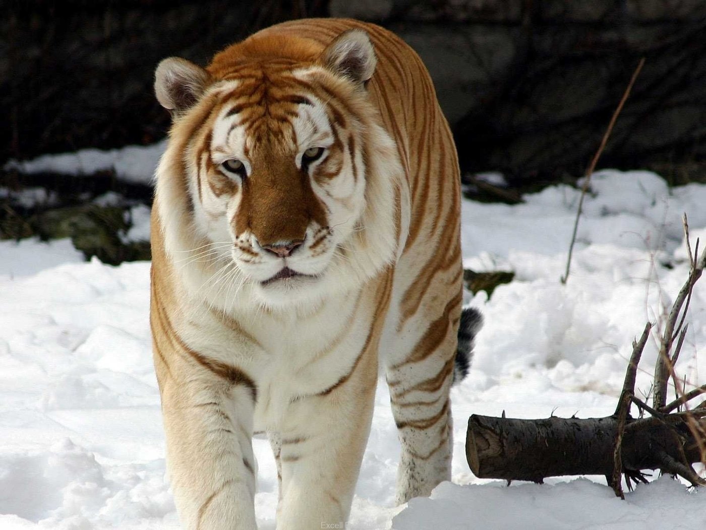 Обои тигр, снег, зима, животное, snow tiger, золотой тигр, tiger, snow, winter, animal, golden tiger разрешение 1920x1200 Загрузить