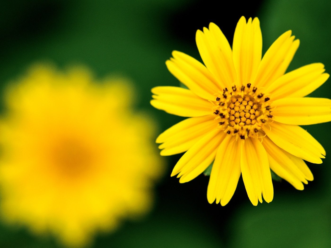 Обои желтый, фокус камеры, цветок, резкость, yellow, the focus of the camera, flower, sharpness разрешение 2560x1600 Загрузить