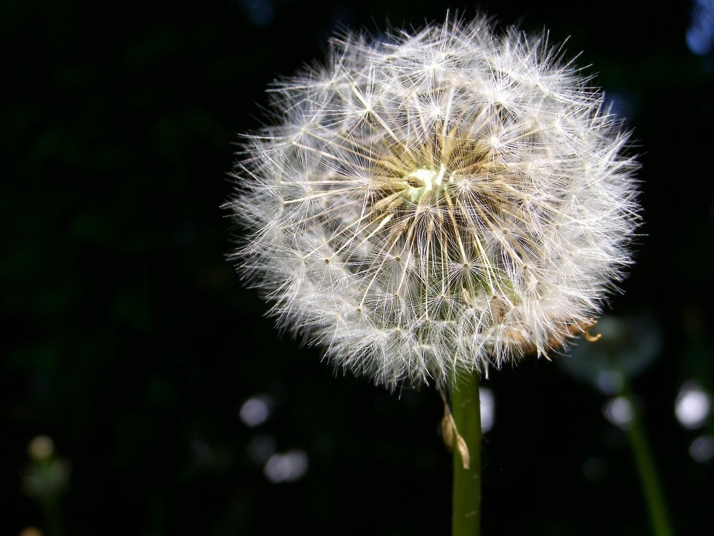 Обои одуванчик, пух, dandelion, fluff разрешение 1920x1440 Загрузить