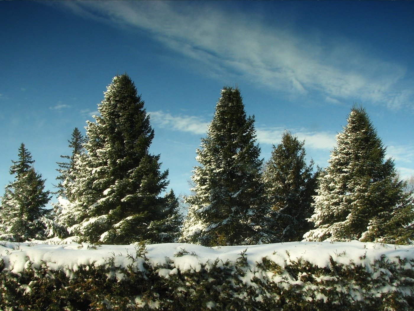 Обои небо, снег, елки, the sky, snow, tree разрешение 2560x1600 Загрузить