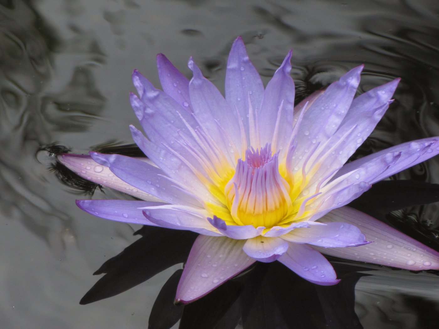 Обои на воде, лиля, сиреневая, on the water, lily, lilac разрешение 2560x1600 Загрузить