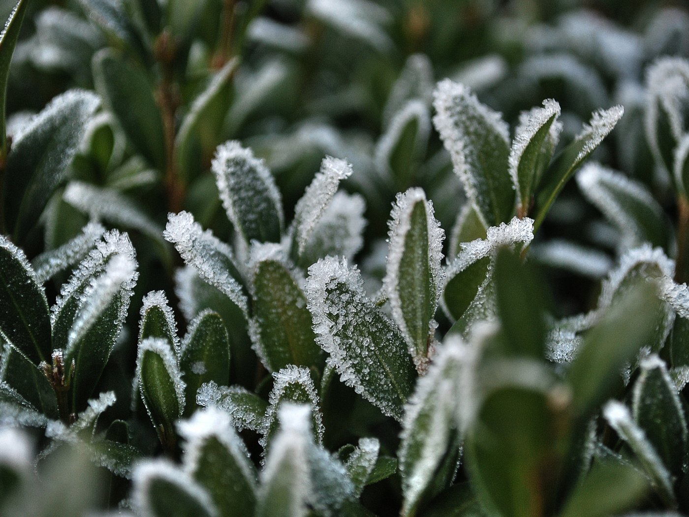 Обои трава, снег, иней, grass, snow, frost разрешение 2560x1600 Загрузить