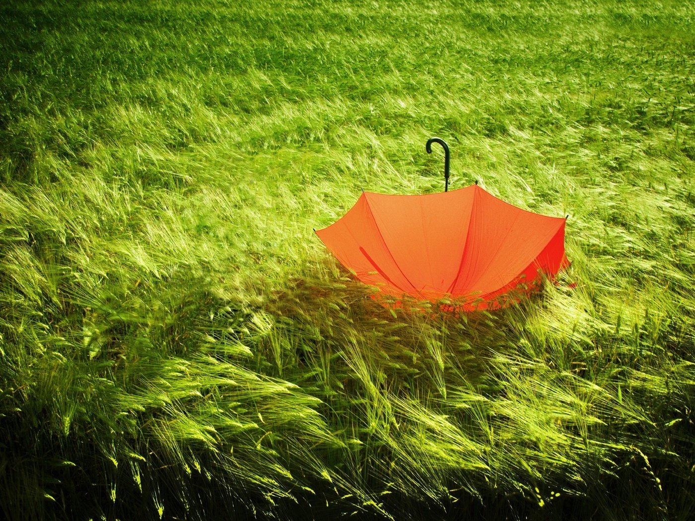 Обои трава, природа, зелёный, поле, колосья, зонт, ветер, зонтик, grass, nature, green, field, ears, umbrella, the wind разрешение 2560x1600 Загрузить