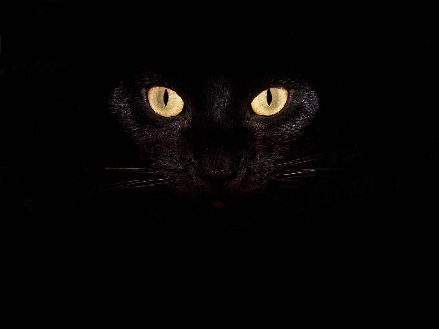 Обои глаза, кот, усы, кошка, взгляд, черный, eyes, cat, mustache, look, black разрешение 2832x2128 Загрузить