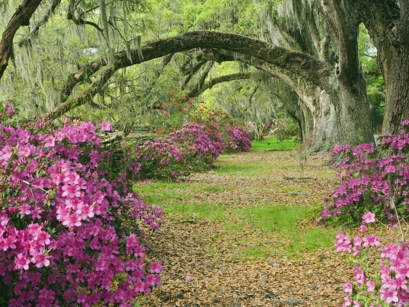 Обои деревья, аллея, азалии, южная каролина, trees, alley, azaleas, south carolina разрешение 2000x1333 Загрузить