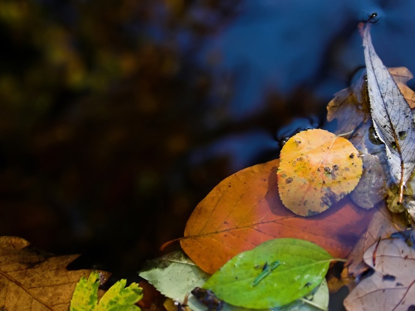 Обои вода, природа, макро фото, листья, лужа, water, nature, macro photo, leaves, puddle разрешение 2560x1600 Загрузить