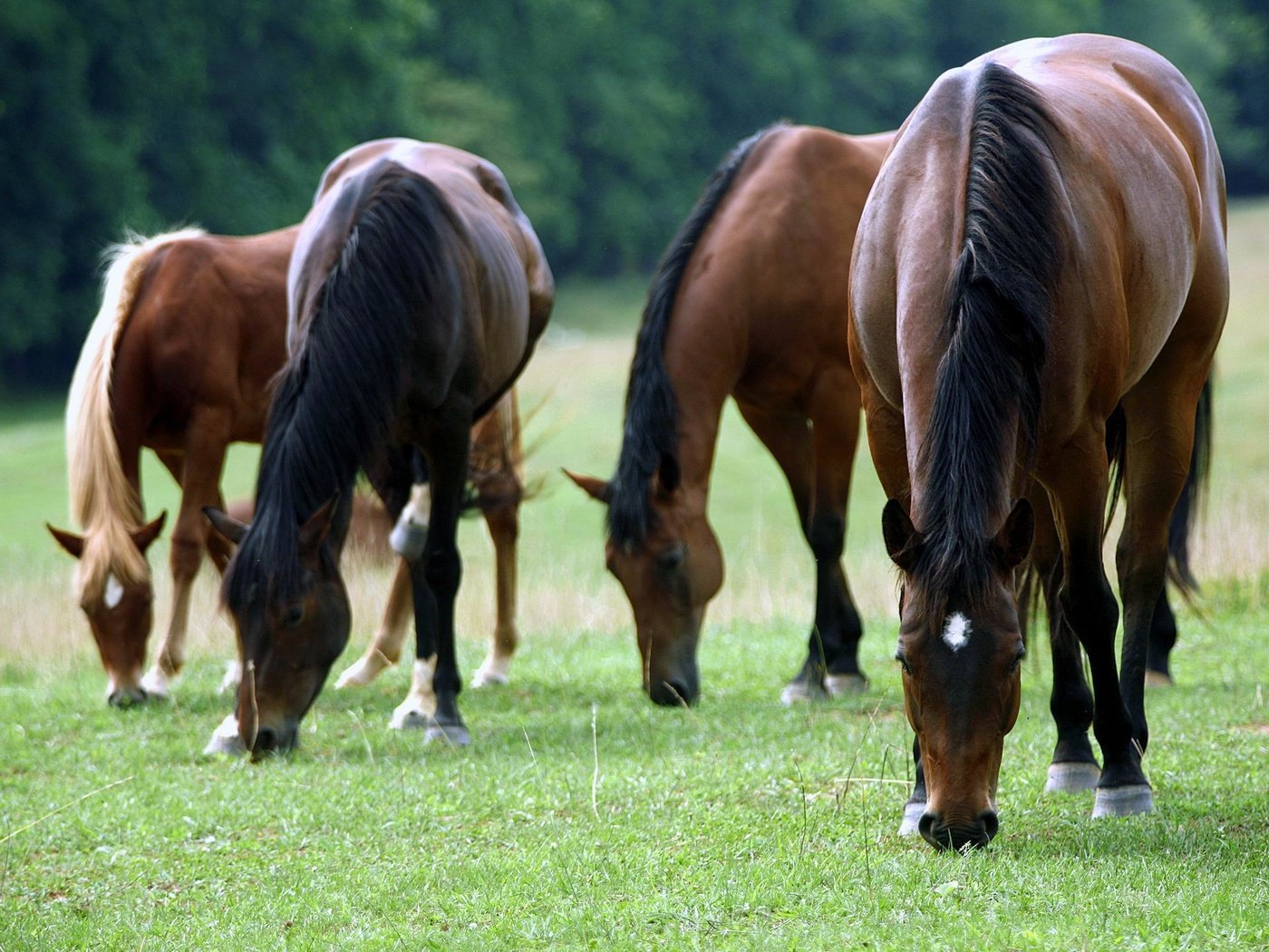 Обои трава, земля, лошади, поклон, grass, earth, horse, bow разрешение 2560x1600 Загрузить