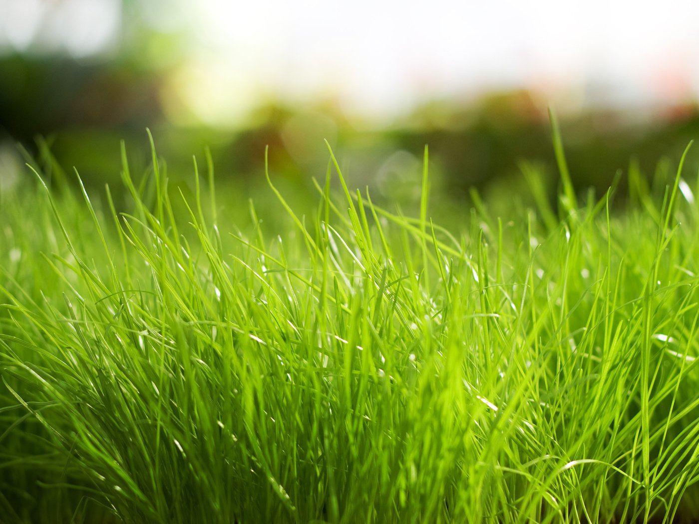 Обои трава, природа, зелёный, grass, nature, green разрешение 1920x1200 Загрузить