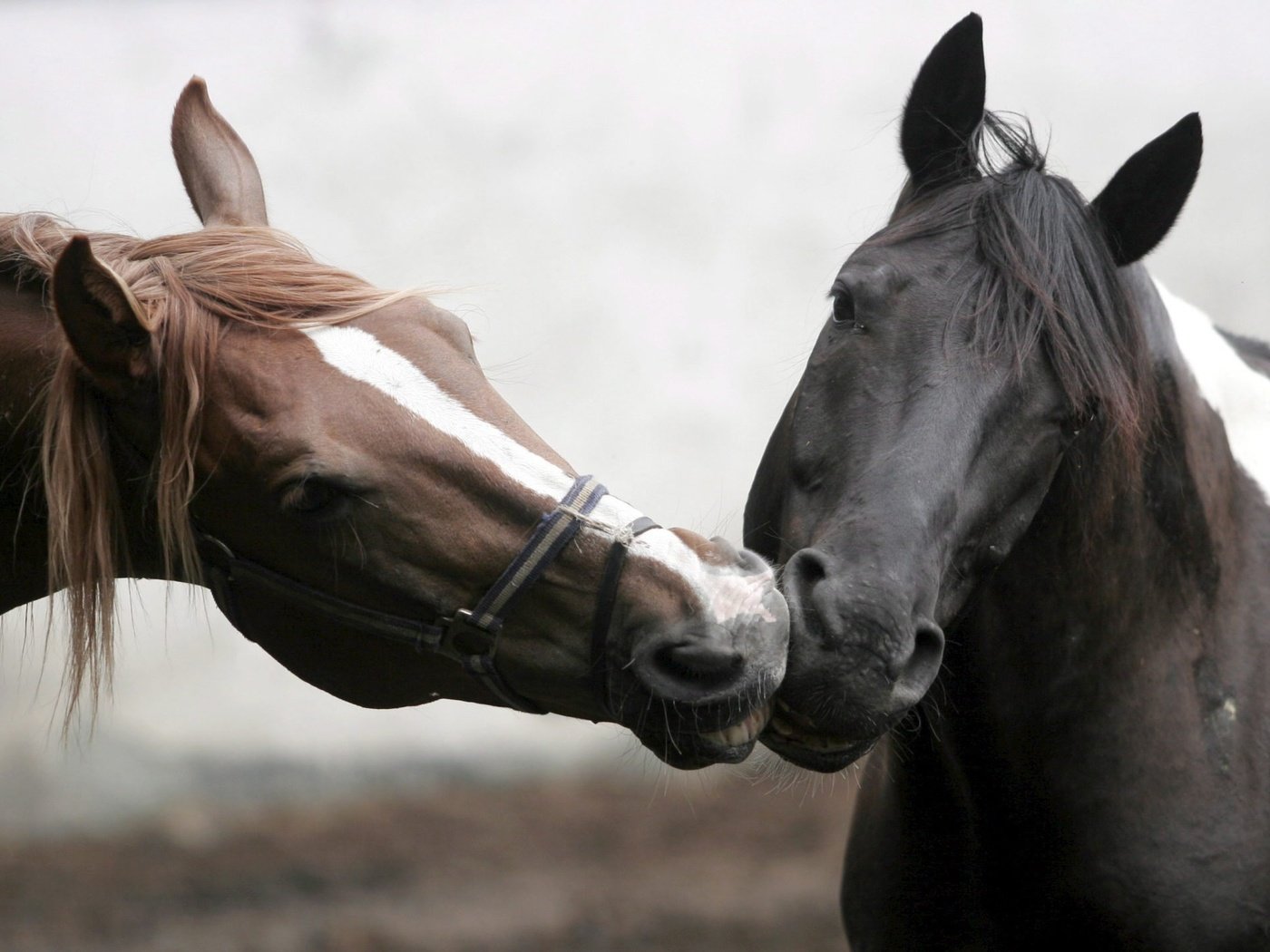 Обои морда, две, лошадь, дюбовь, фото, целуются, лошади, нежность, забота, грива, поцелуй, красивое, beautiful, face, two, horse, dubovi, photo, tenderness, care, mane, kiss разрешение 2048x1433 Загрузить
