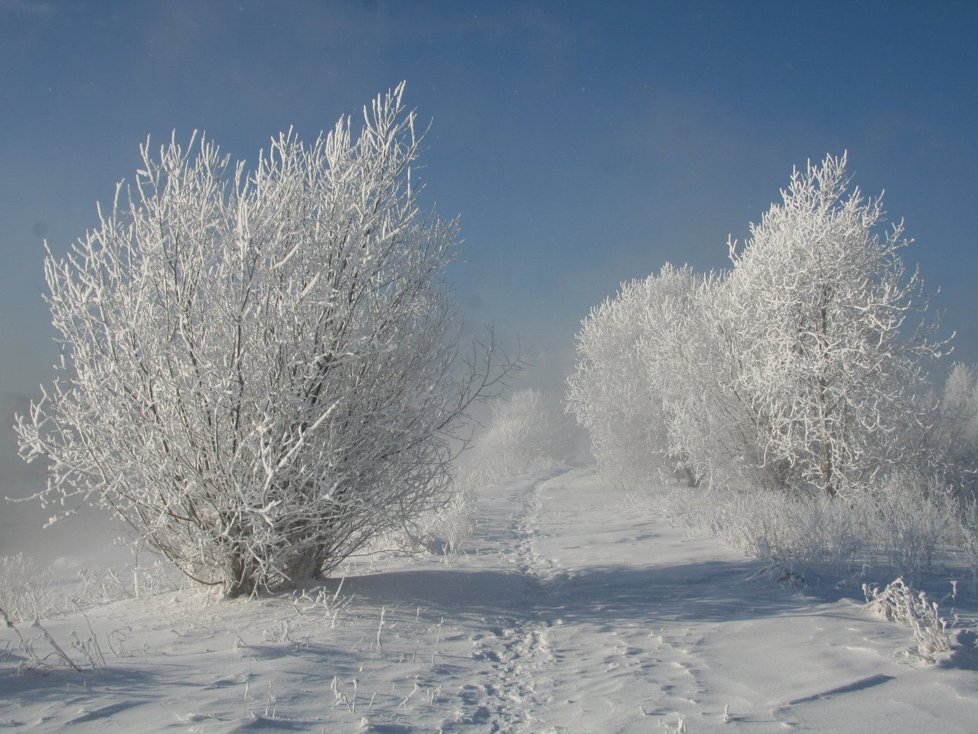 Обои деревья, снег, природа, зима, trees, snow, nature, winter разрешение 3456x2304 Загрузить