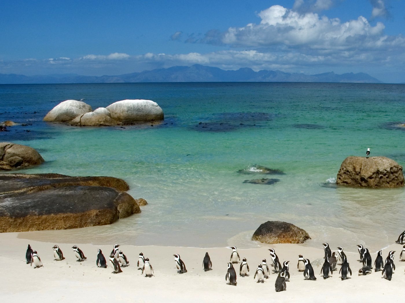 Обои берег, море, пингвины, shore, sea, penguins разрешение 1900x1200 Загрузить