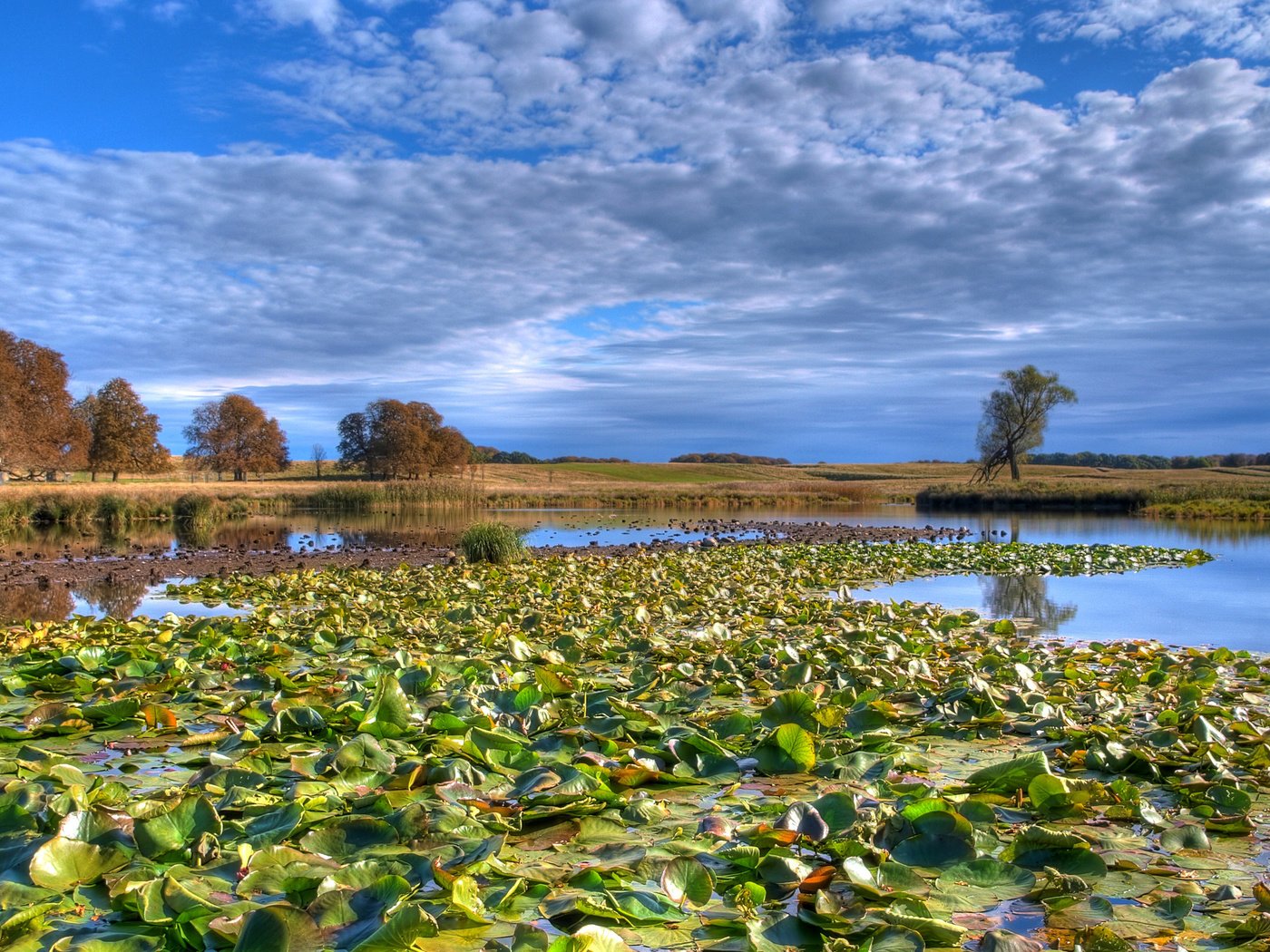 Обои облака, озеро, лес, кувшинки, clouds, lake, forest, water lilies разрешение 2560x1600 Загрузить