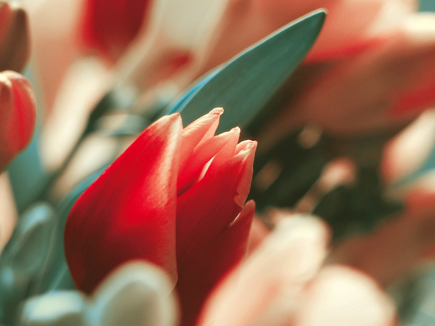 Обои цветы, макро, тюльпаны, flowers, macro, tulips разрешение 1920x1200 Загрузить