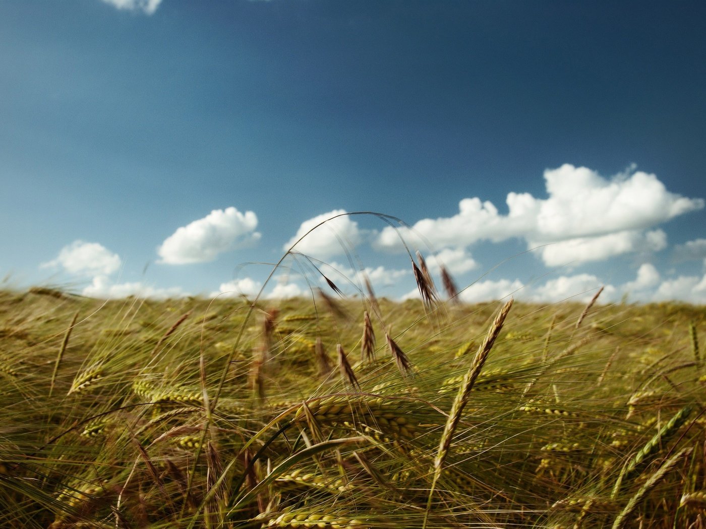 Обои небо, облака, поле, колосья, пшеница, the sky, clouds, field, ears, wheat разрешение 2560x1600 Загрузить