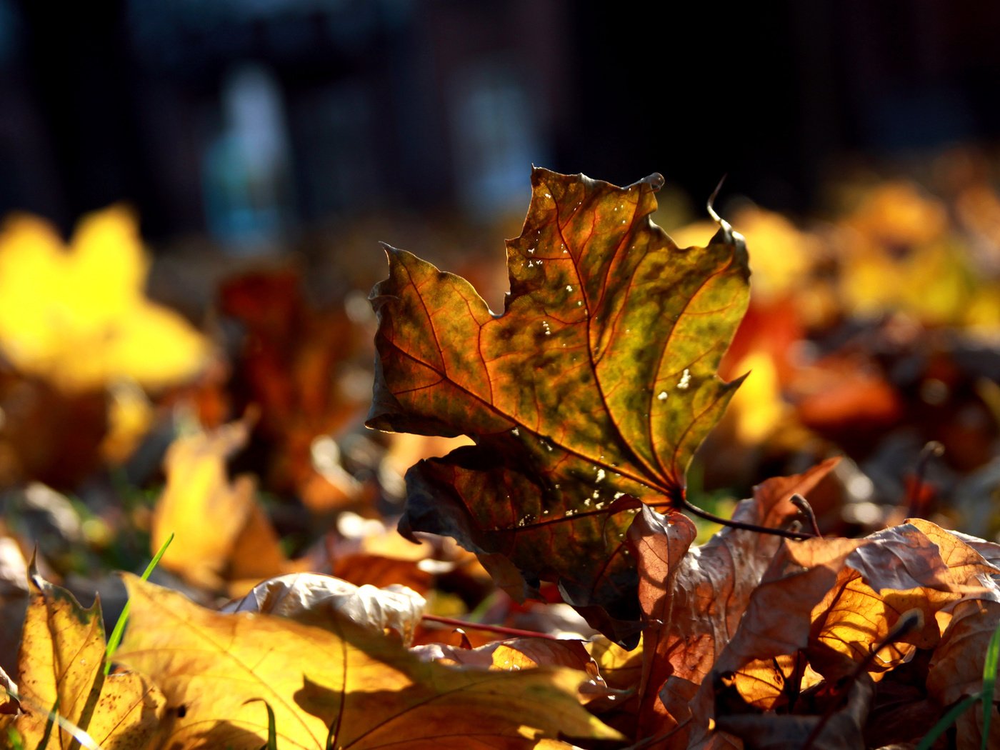 Обои макро, листва, осень, много, осенние листья, macro, foliage, autumn, a lot, autumn leaves разрешение 1920x1080 Загрузить