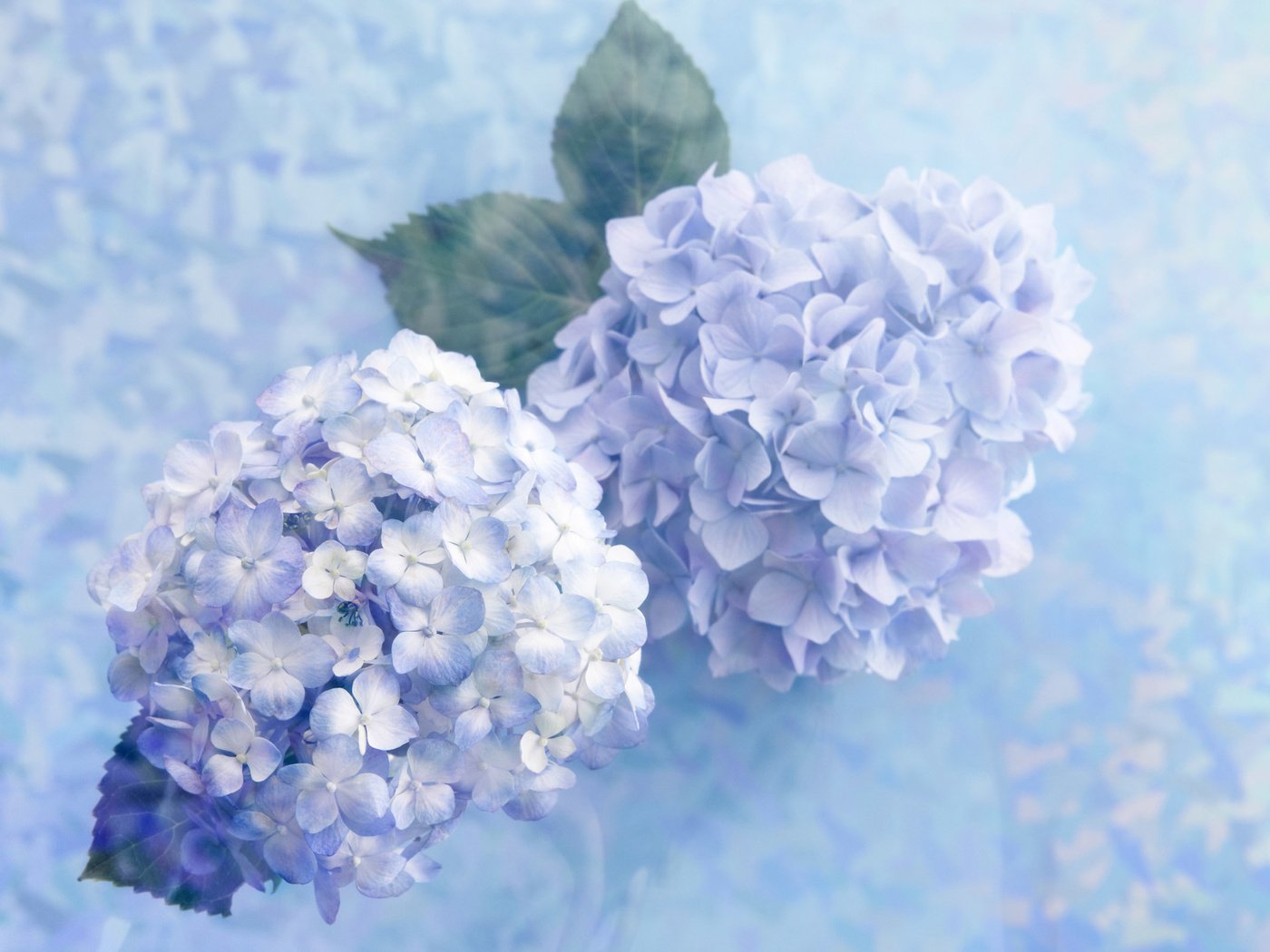 Обои цветы, гортензия, flowers, hydrangea разрешение 2560x1600 Загрузить