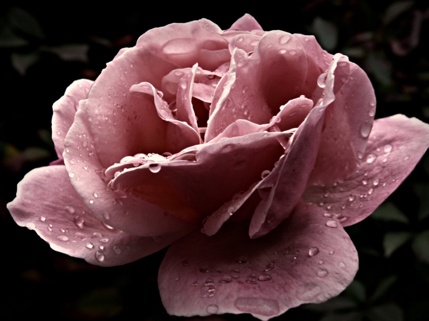 Обои цветок, капли, роза, крупный план, розовая, flower, drops, rose, close-up, pink разрешение 1920x1200 Загрузить