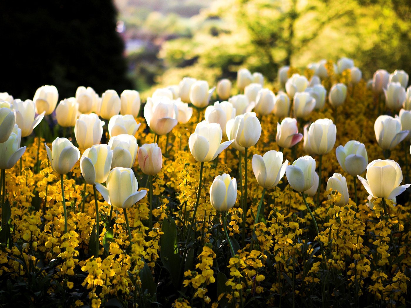 Обои свет, тюльпаны, цветы, белые, солнце, желтые, сквер, цвета, клумба, парк, блики, размытость, весна, light, tulips, flowers, white, yellow, the sun, square, color, flowerbed, park, glare, blur, spring разрешение 1920x1080 Загрузить