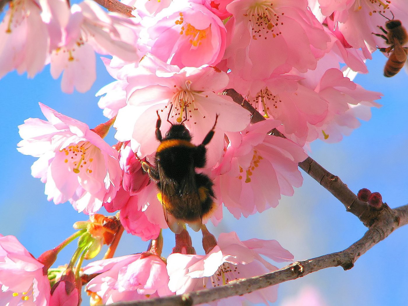 Обои цветение, весна, яблоня, шмель, flowering, spring, apple, bumblebee разрешение 1920x1200 Загрузить