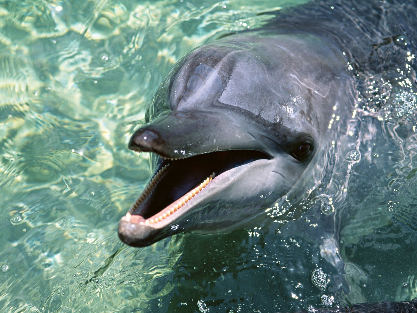Обои вода, обои, дельфин, water, wallpaper, dolphin разрешение 2950x2094 Загрузить