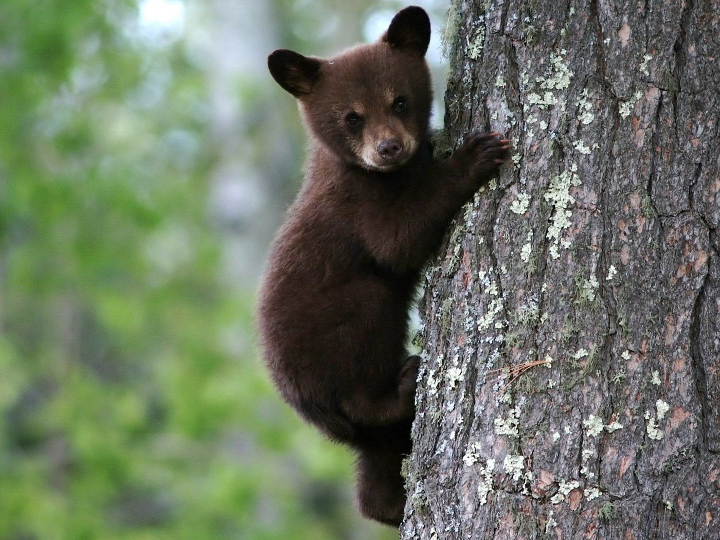 Обои мишка, на дереве, бурый, медвеженок, bear, on the tree, brown разрешение 1920x1080 Загрузить