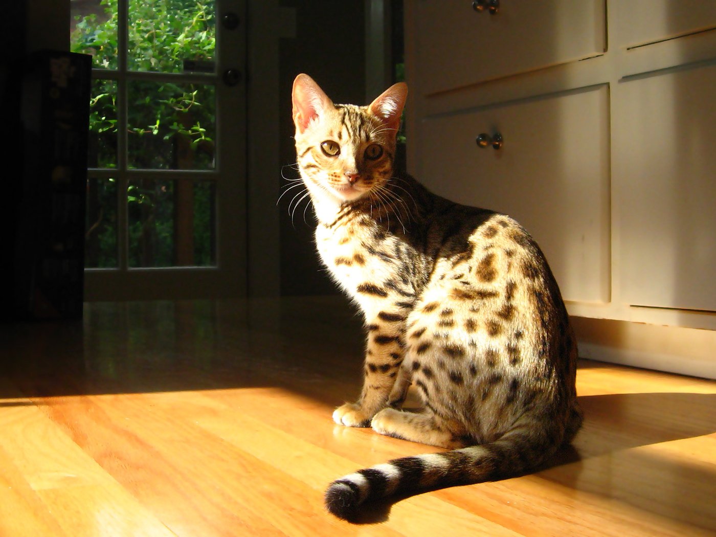Обои свет, кошка, сидит, пол, бенгальская кошка, light, cat, sitting, floor, bengal cat разрешение 1920x1200 Загрузить