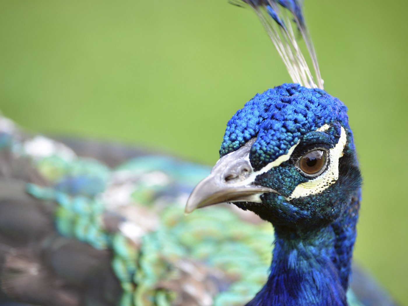 Обои птица, клюв, павлин, перья, крупным планом, bird, beak, peacock, feathers, closeup разрешение 1920x1200 Загрузить