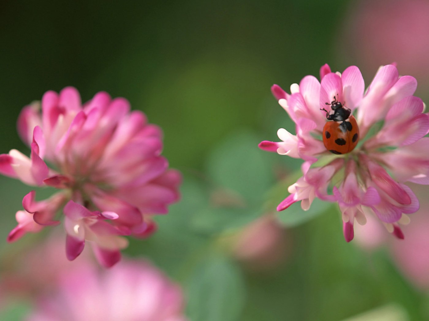 Обои клевер, насекомое, божья коровка, розовый, clover, insect, ladybug, pink разрешение 1920x1200 Загрузить