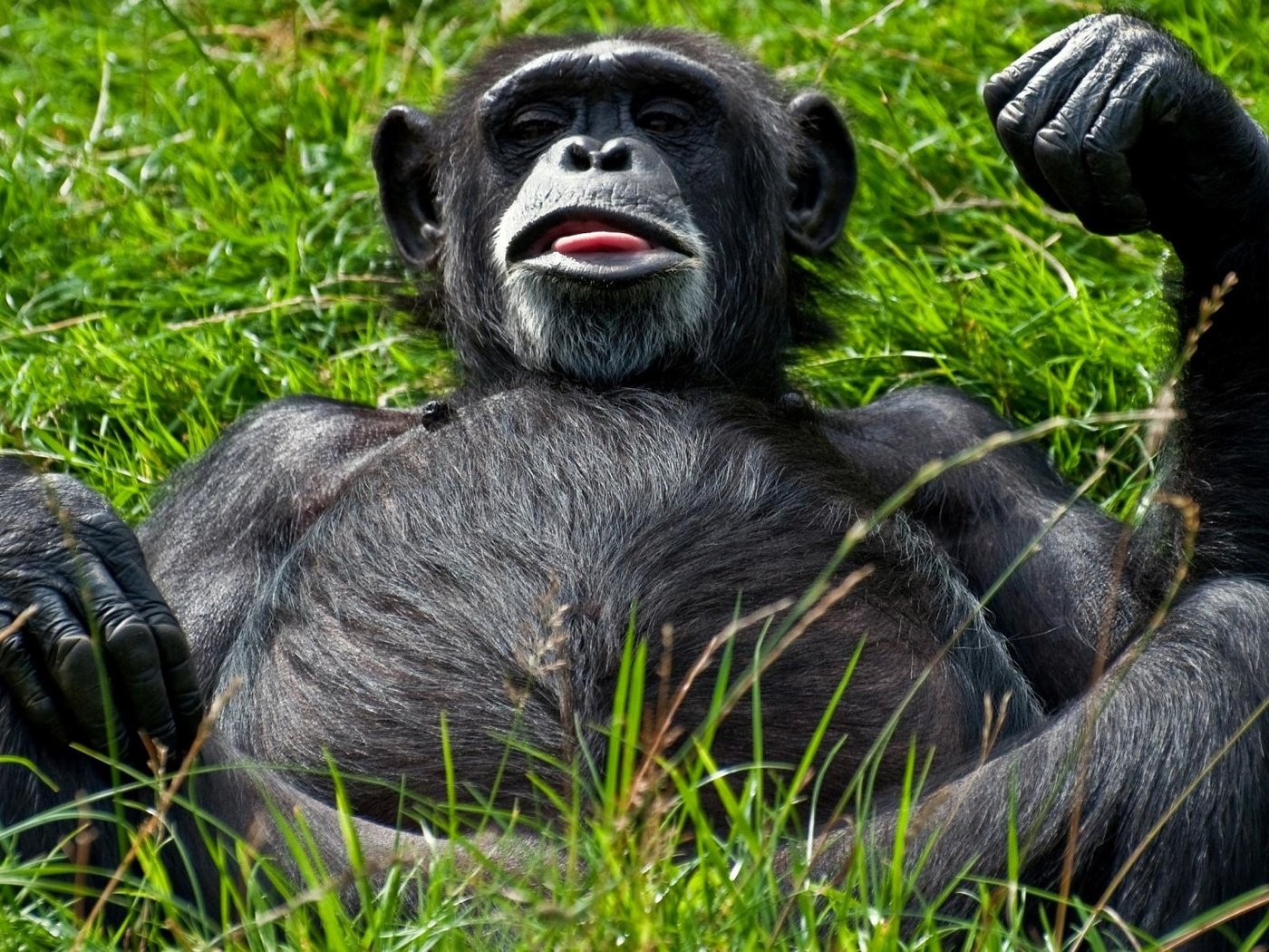 Обои морда, трава, лежит, обезьяна, живот, гримаса, примат, шимпанзе, face, grass, lies, monkey, belly, grimace, the primacy of, chimpanzees разрешение 1920x1200 Загрузить