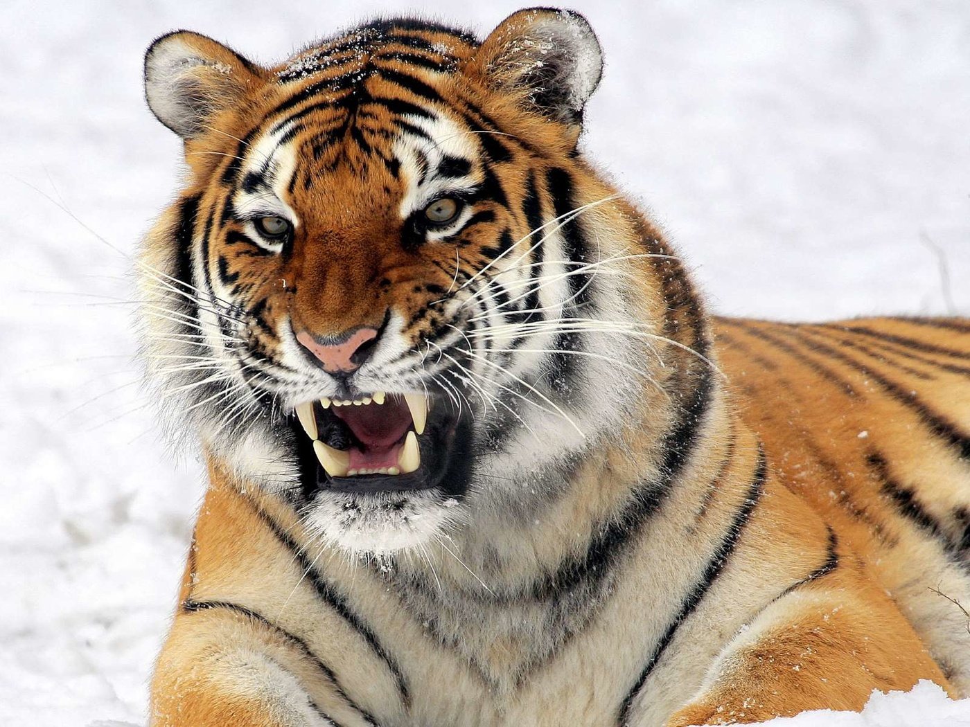 Обои тигр, снег, хищник, tiger, snow, predator разрешение 1920x1200 Загрузить