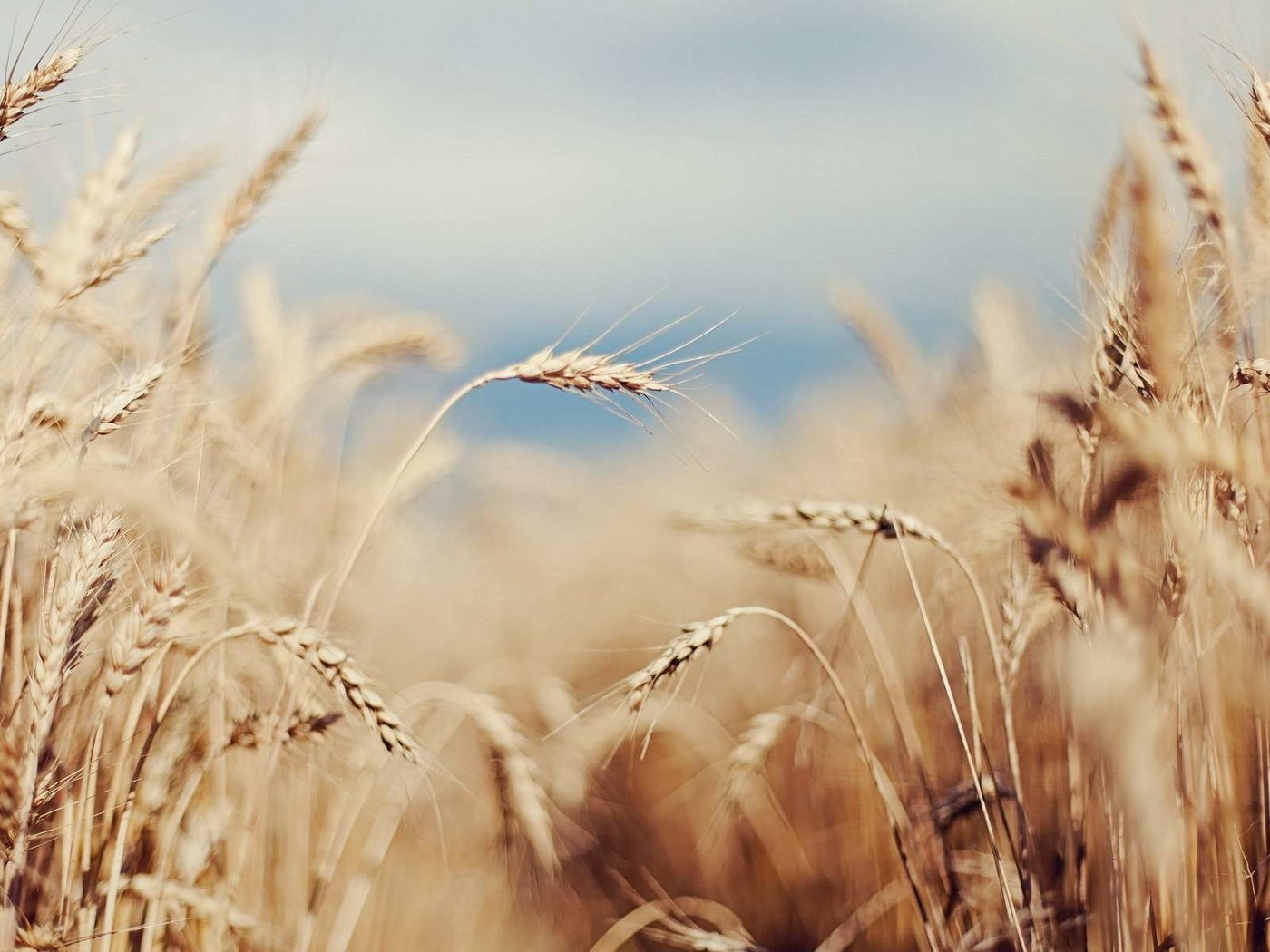 Обои небо, поле, лето, колосья, пшеница, злаки, the sky, field, summer, ears, wheat, cereals разрешение 1920x1200 Загрузить