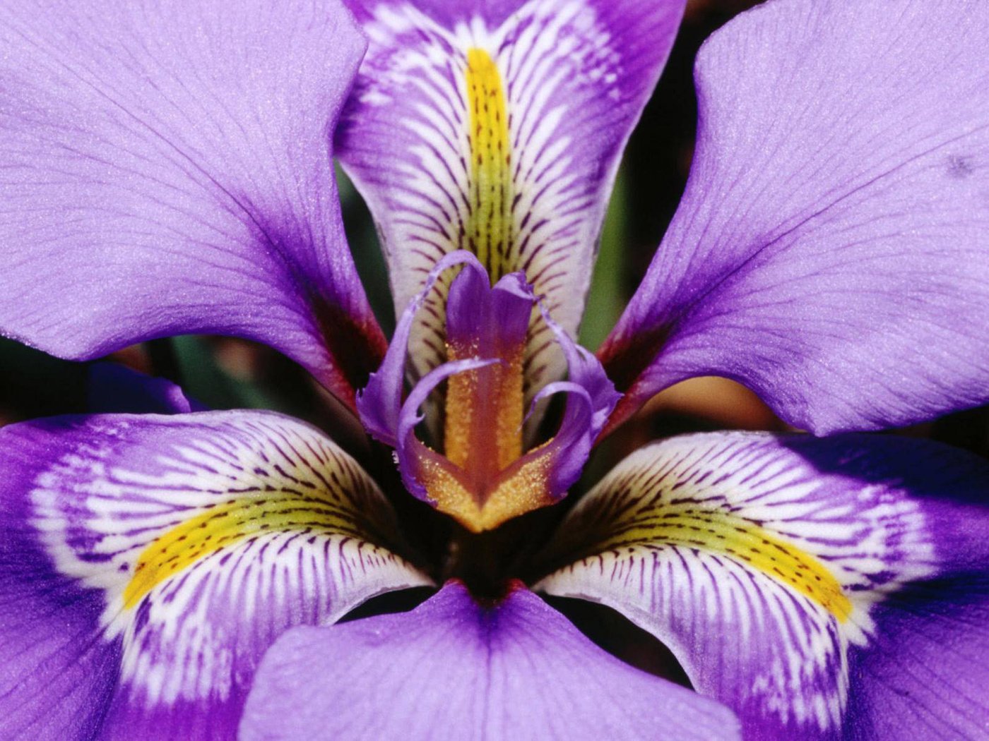 Обои макро, цветок, лепестки, фиолетовый, ирис, macro, flower, petals, purple, iris разрешение 1920x1200 Загрузить