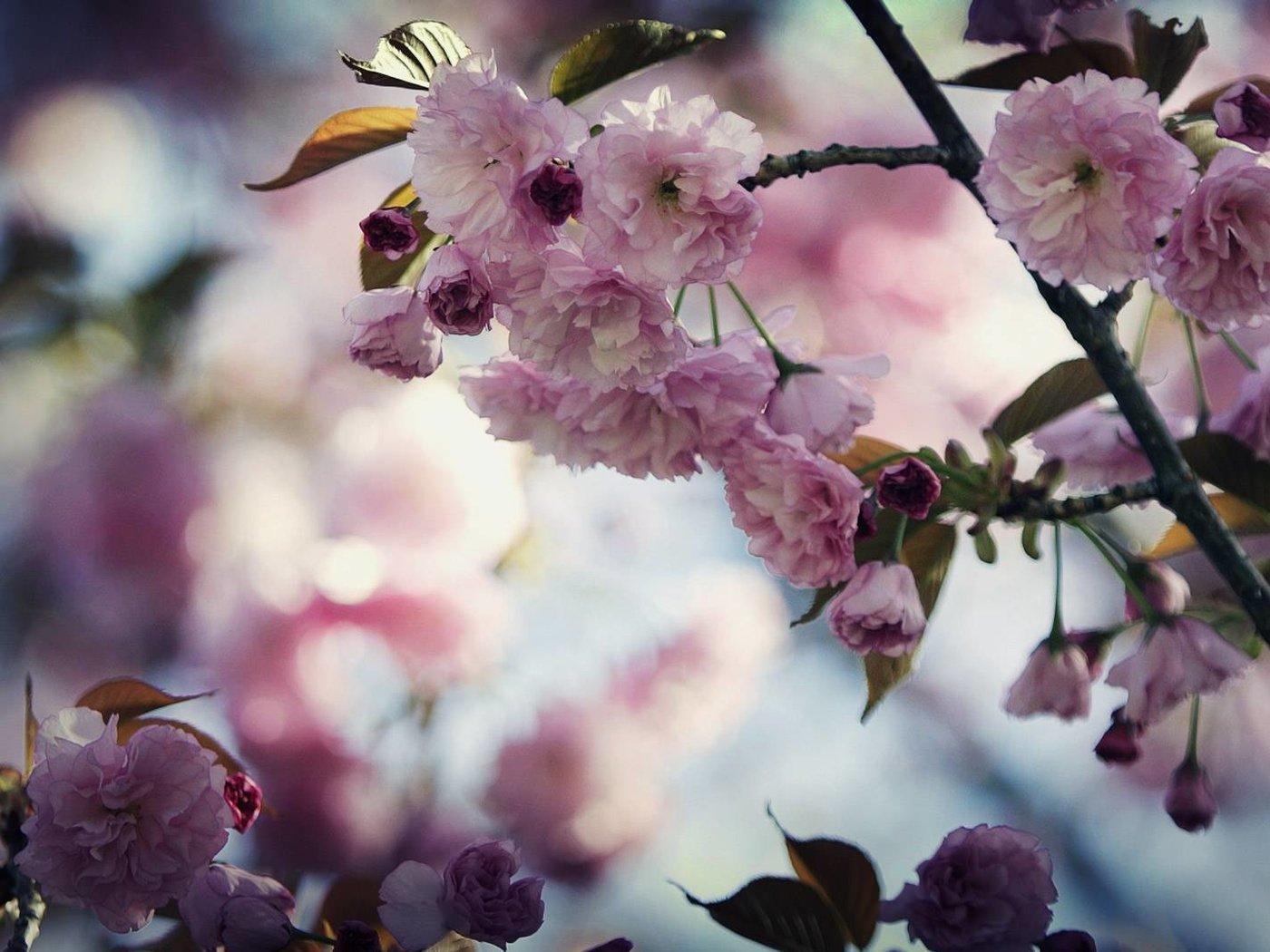 Обои цветы, цветение, ветки, весна, сакура, flowers, flowering, branches, spring, sakura разрешение 1920x1067 Загрузить