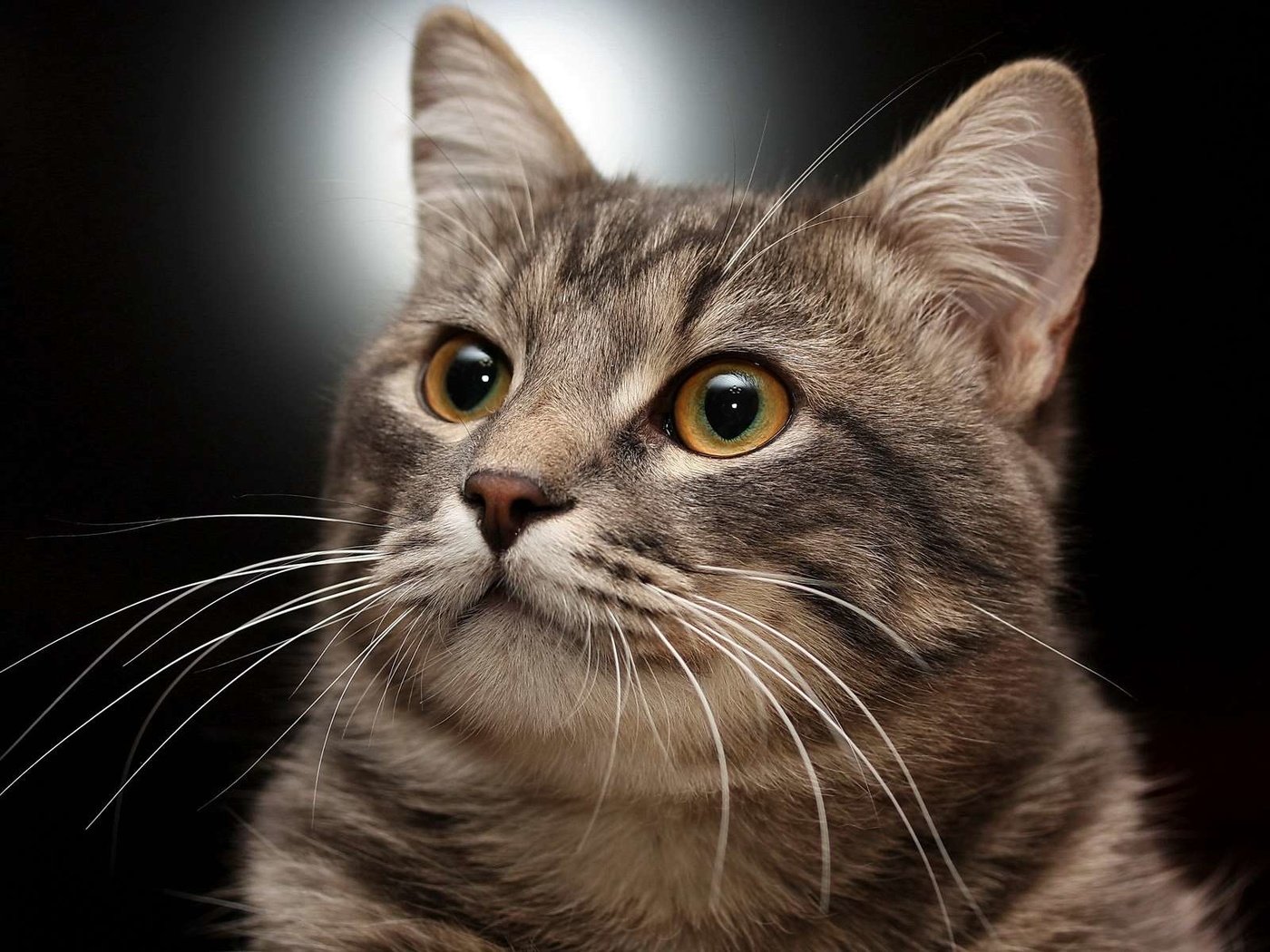 Обои портрет, кот, кошка, полосатый, позирование, portrait, cat, striped, posing разрешение 1920x1200 Загрузить