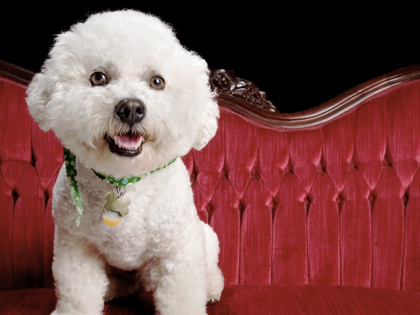 Обои взгляд, собака, диван, бишон фризе, французская болонка, look, dog, sofa, bichon frise, french lapdog разрешение 1920x1080 Загрузить