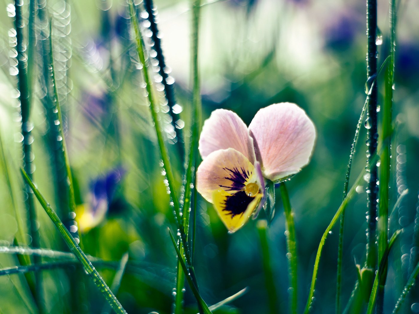 Обои цветы, трава, роса, капли, анютины глазки, flowers, grass, rosa, drops, pansy разрешение 2560x1600 Загрузить