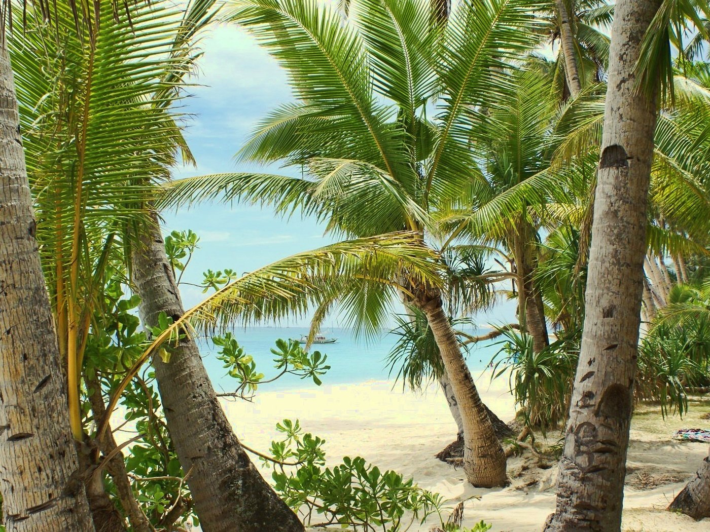 Обои песок, пляж, пальмы, тропики, sand, beach, palm trees, tropics разрешение 1920x1080 Загрузить