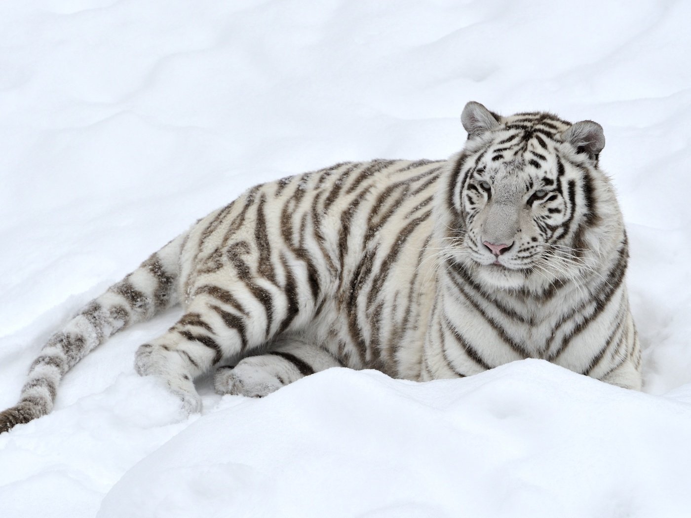 Обои тигр, снег, белый, лежит, хищник, tiger, snow, white, lies, predator разрешение 3400x2198 Загрузить