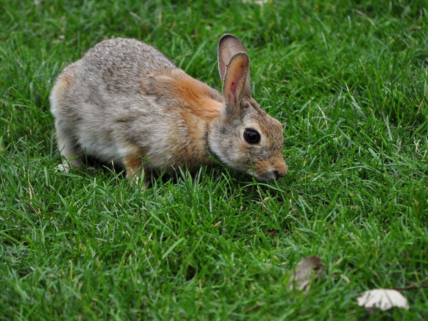 Обои трава, животные, серый, кролик, заяц, grass, animals, grey, rabbit, hare разрешение 2815x2111 Загрузить
