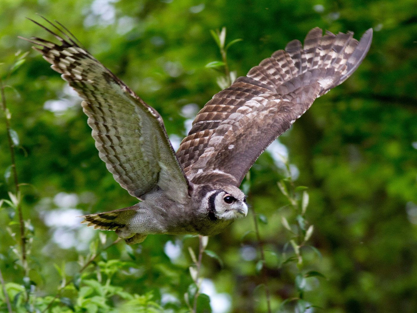 Обои сова, полет, ветки, крылья, птица, owl, flight, branches, wings, bird разрешение 2048x1365 Загрузить