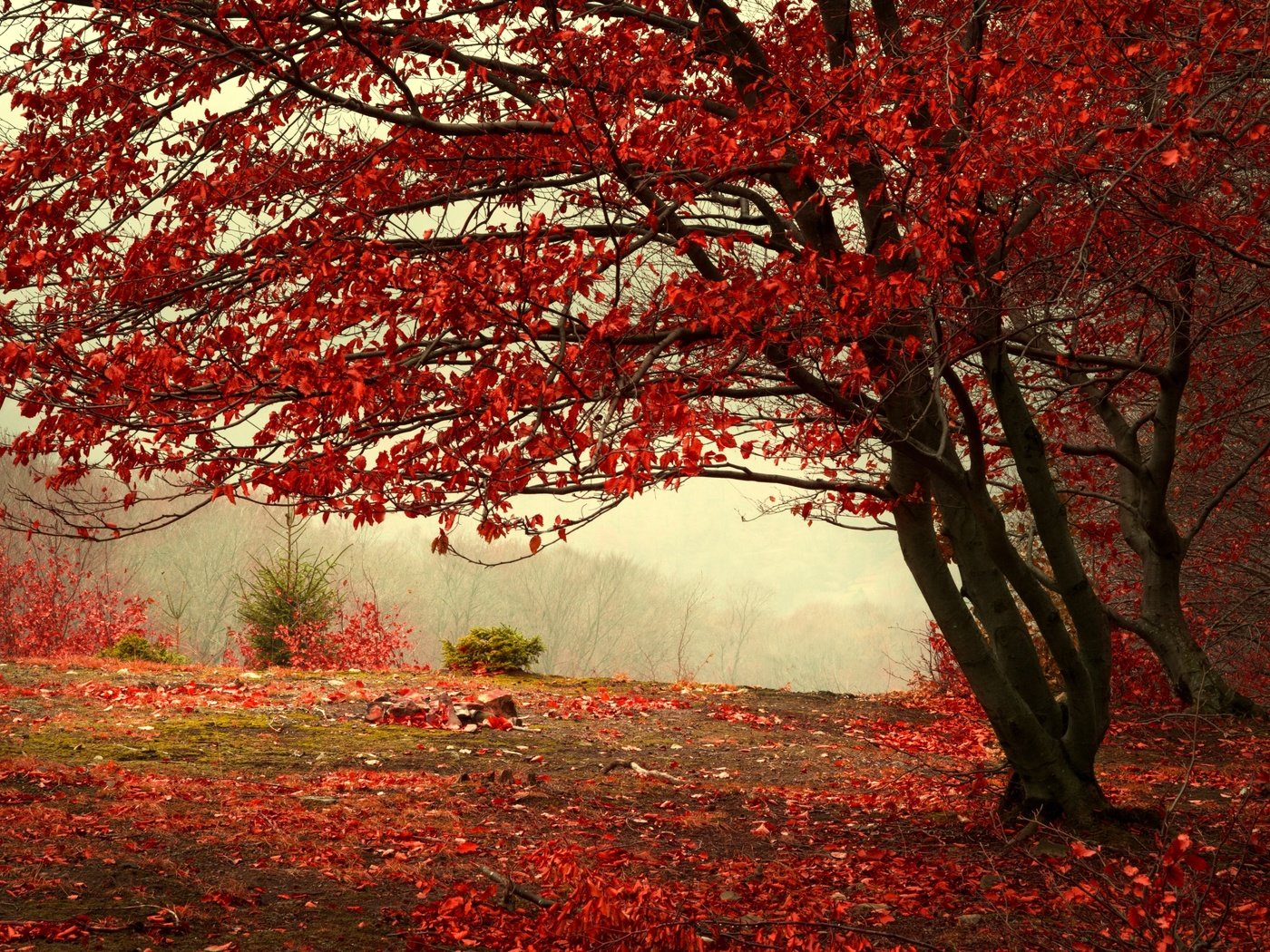 Обои дерево, лес, листья, пейзаж, туман, листва, осень, красные, tree, forest, leaves, landscape, fog, foliage, autumn, red разрешение 4977x3318 Загрузить