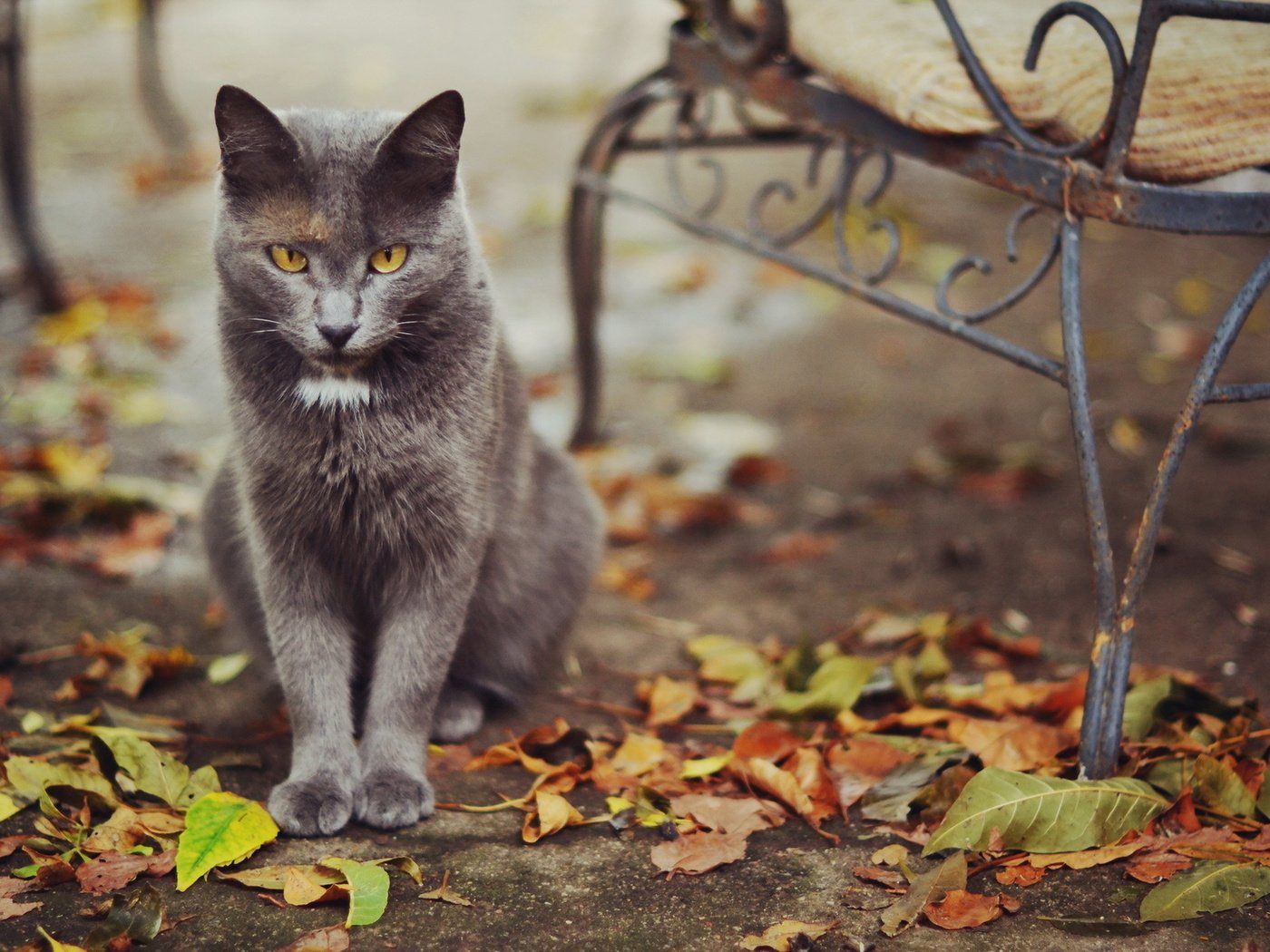 Обои листья, кошка, осень, улица, leaves, cat, autumn, street разрешение 1920x1200 Загрузить