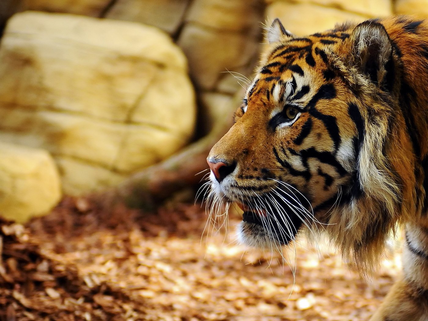 Обои тигр, морда, взгляд, хищник, профиль, tiger, face, look, predator, profile разрешение 1920x1280 Загрузить