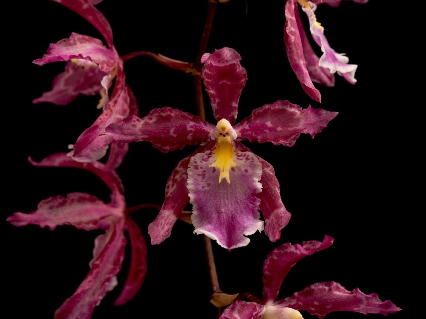 Обои макро, цветок, лепестки, темный фон, орхидея, macro, flower, petals, the dark background, orchid разрешение 1920x1200 Загрузить