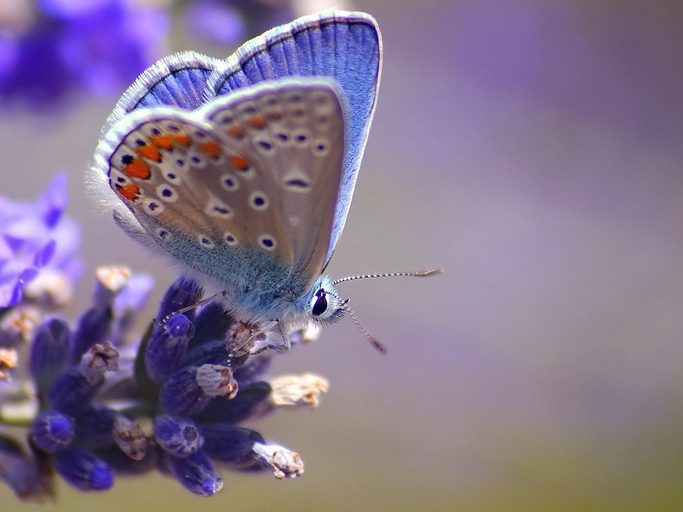 Обои макро, насекомое, цветок, бабочка, крылья, размытость, голубянка, macro, insect, flower, butterfly, wings, blur, blue разрешение 1920x1080 Загрузить