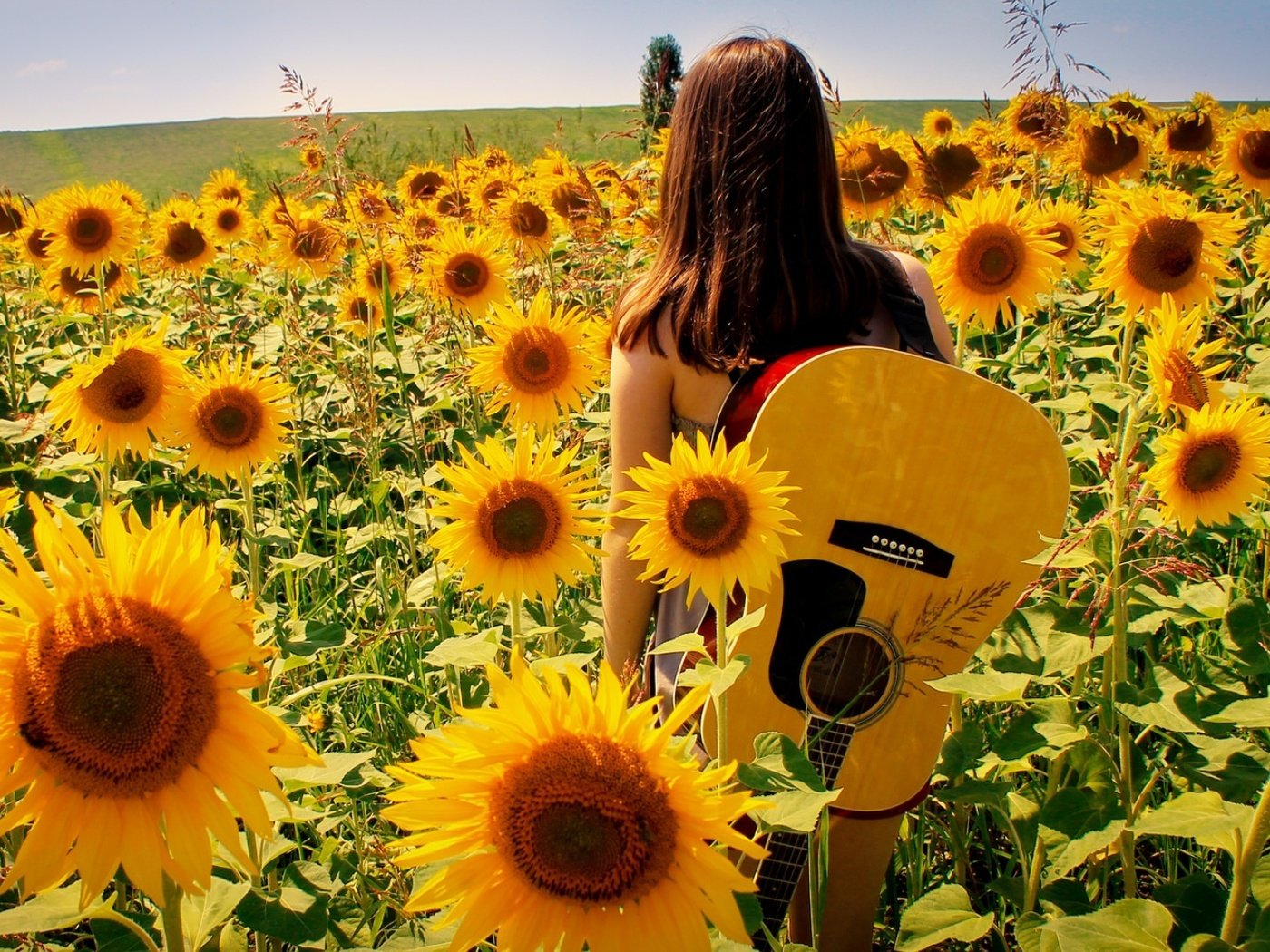 Обои девушка, поле, гитара, лето, подсолнухи, girl, field, guitar, summer, sunflowers разрешение 1920x1080 Загрузить